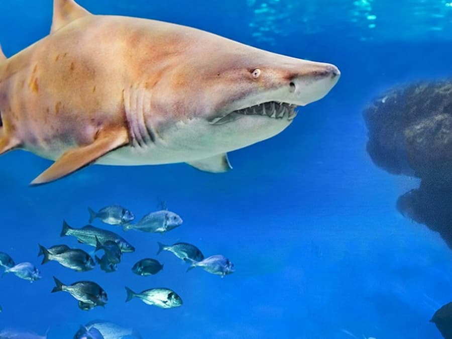 Palma Aquarium: Entrance + Diving with Sharks