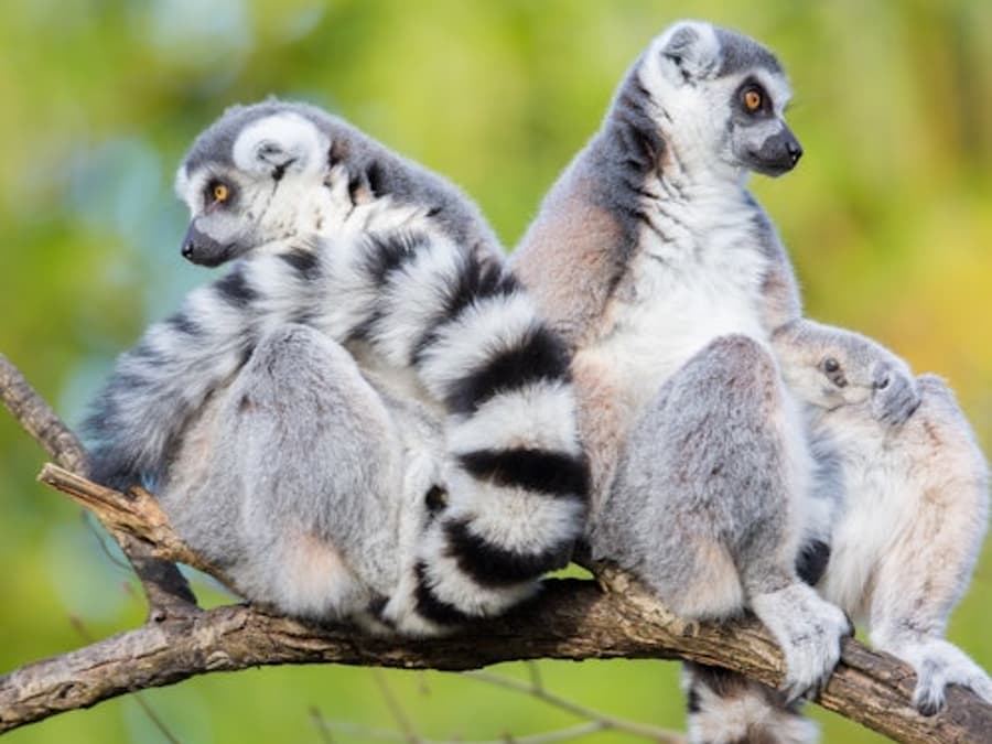 Woodland Park Zoo: Skip-the-line Ticket