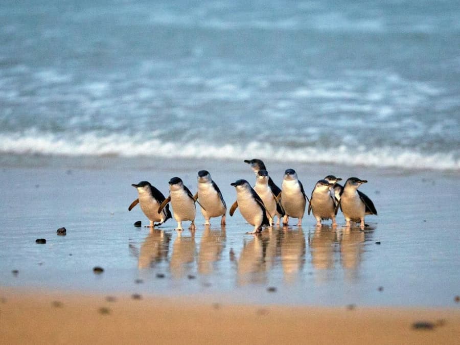 Healesville Sanctuary & Phillip Island Wildlife Park: Bus Tour