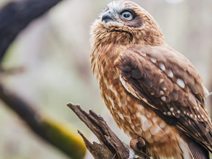 Capes Raptor Centre: Bird of Prey Encounter & Forest Walk