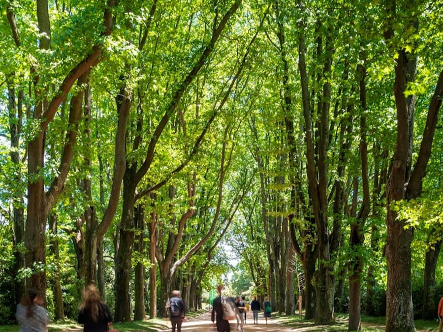 Serralves Park: Entry Ticket and Treetop Walk
