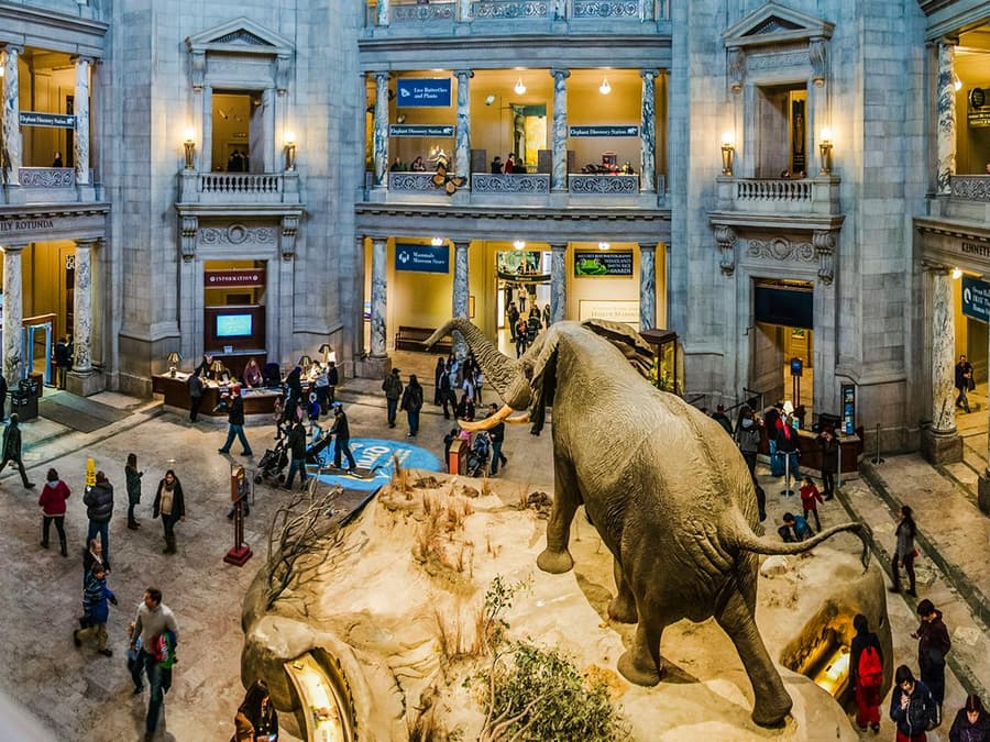 Smithsonian National Museum of Natural History Tours