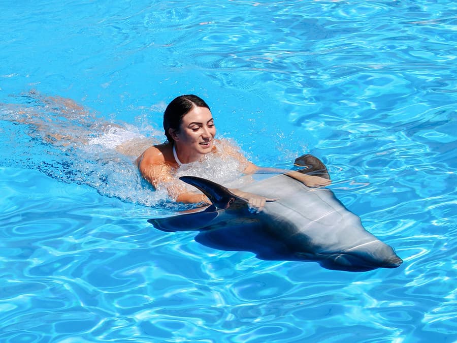 Dolphinarium Pattaya - Swim with Dolphins Experience