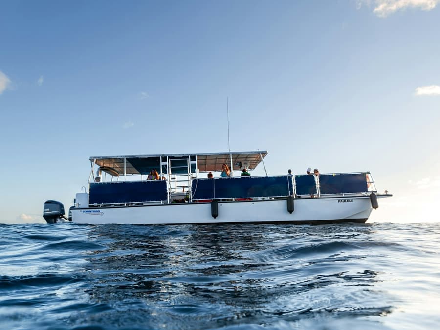 Turtle Canyon: Snorkel Tour