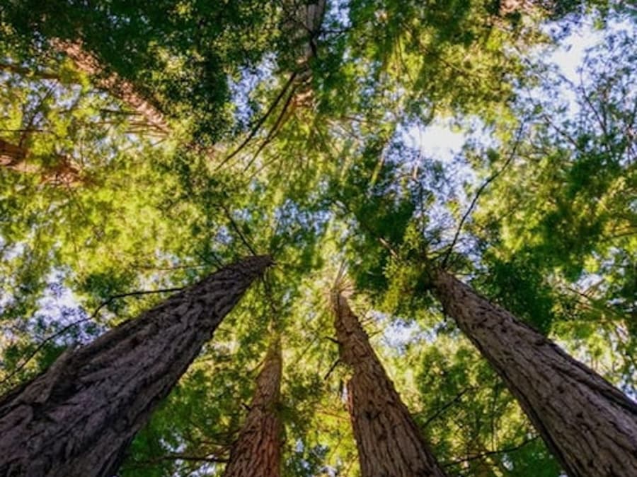 Muir Woods and Sausalito: Small-Group Tour