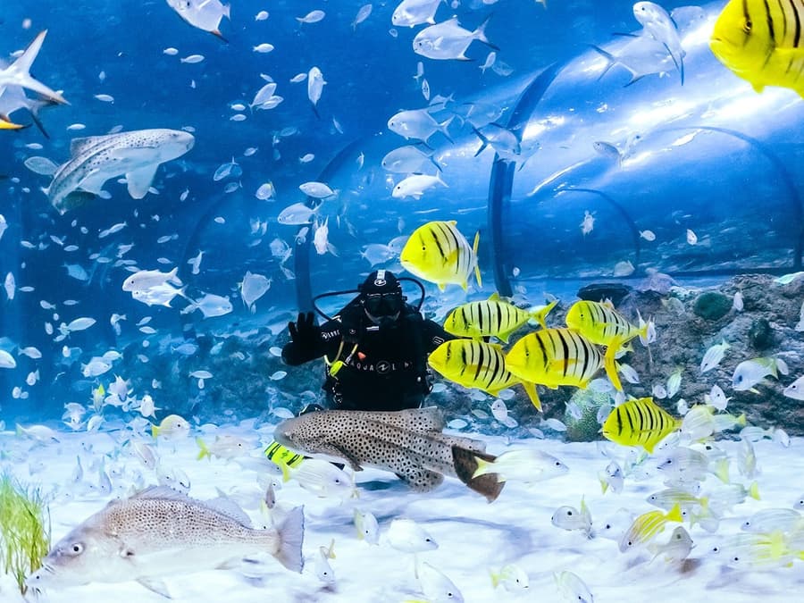 National Aquarium Abu Dhabi Tickets
