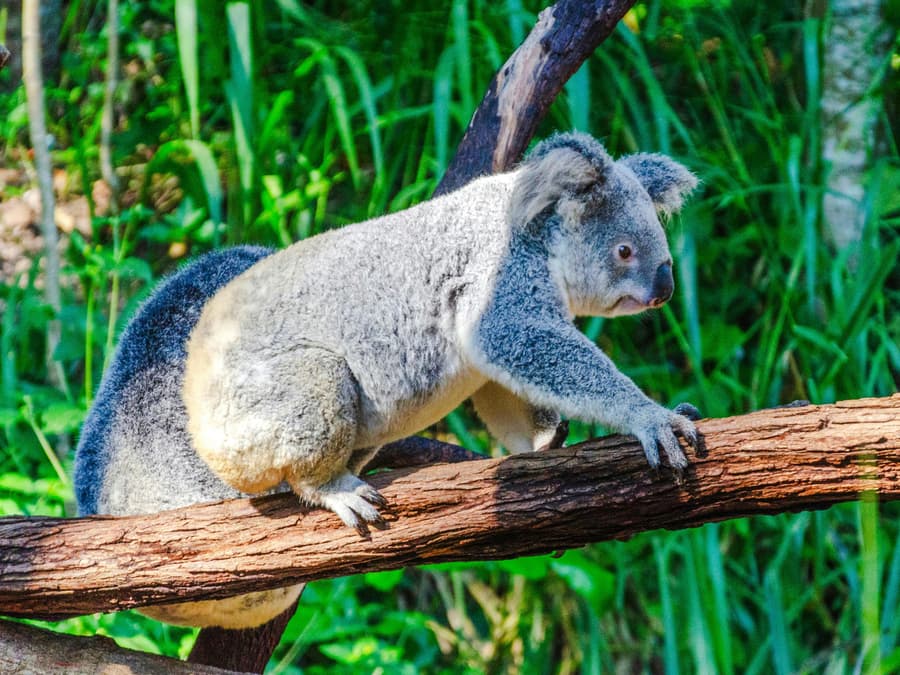 Kuranda Koala Gardens Ticket