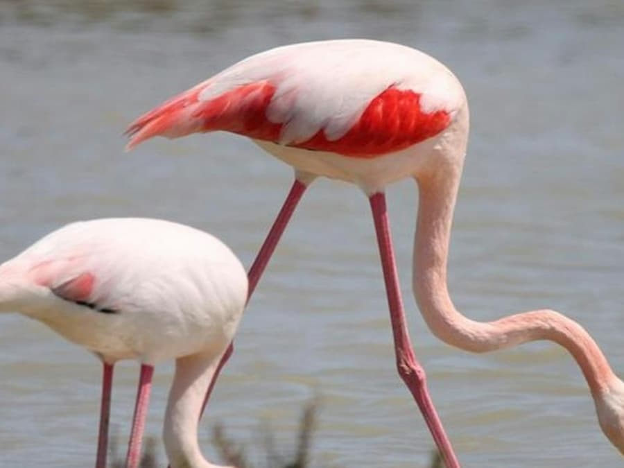 Camargue: Guided Tour from Arles + Saintes-Maries-de-la-Mer Visit
