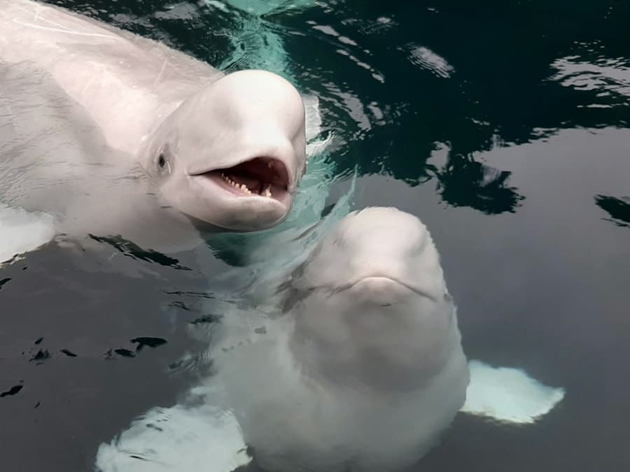 Sea Life Trust Beluga Whale Sanctuary: Puffin Rescue and Aquarium