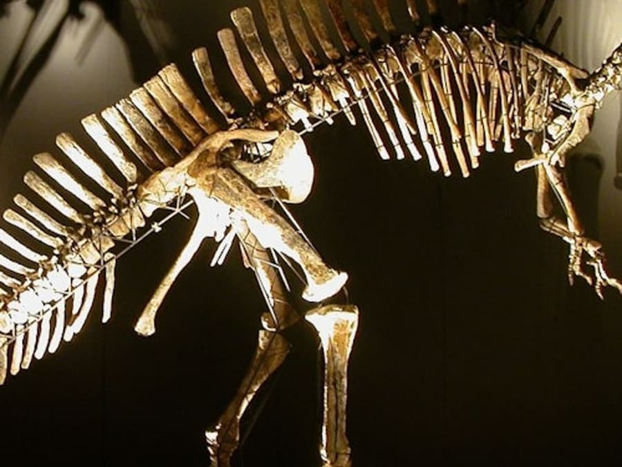 Natural History Museum (Museo di Storia Naturale): Entry ticket