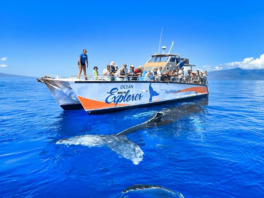 Whale Watching Cruise from Maʻalaea Harbor