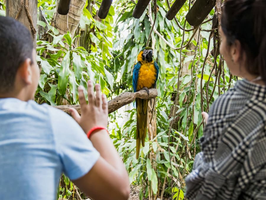 Jungle Island: Билет на вход