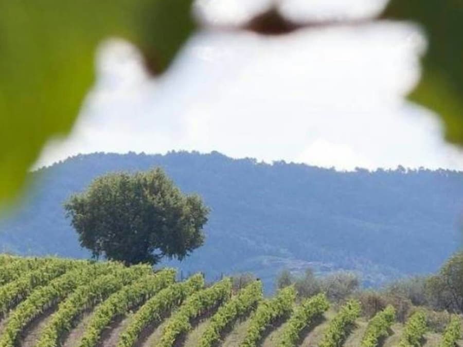 Chianti & Castles: Day Trip from San Gimignano + Wine Tasting