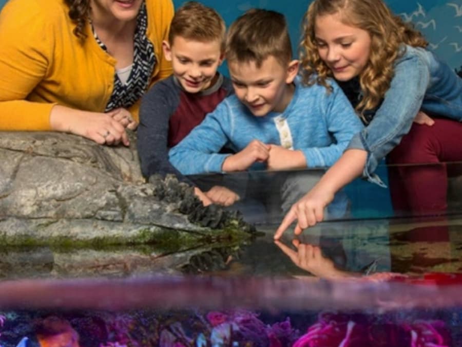 SEA LIFE Charlotte-Concord: Entry Ticket