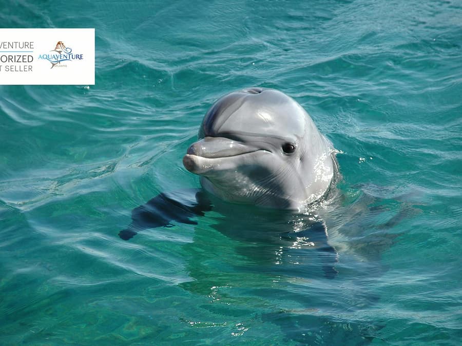 Atlas Village: Atlantis Dolphin Meet & Greet