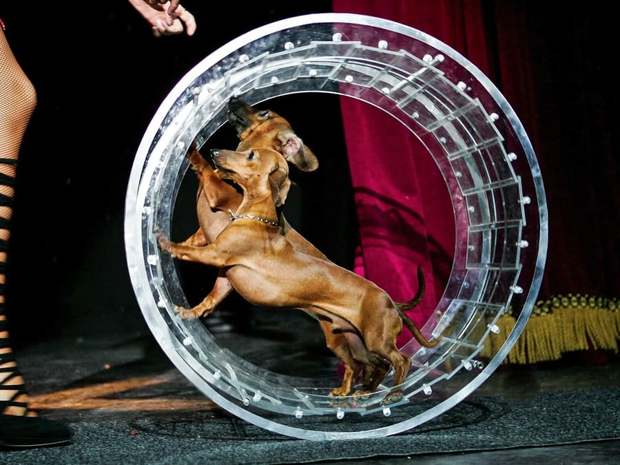 Popovich Comedy Pet Theater