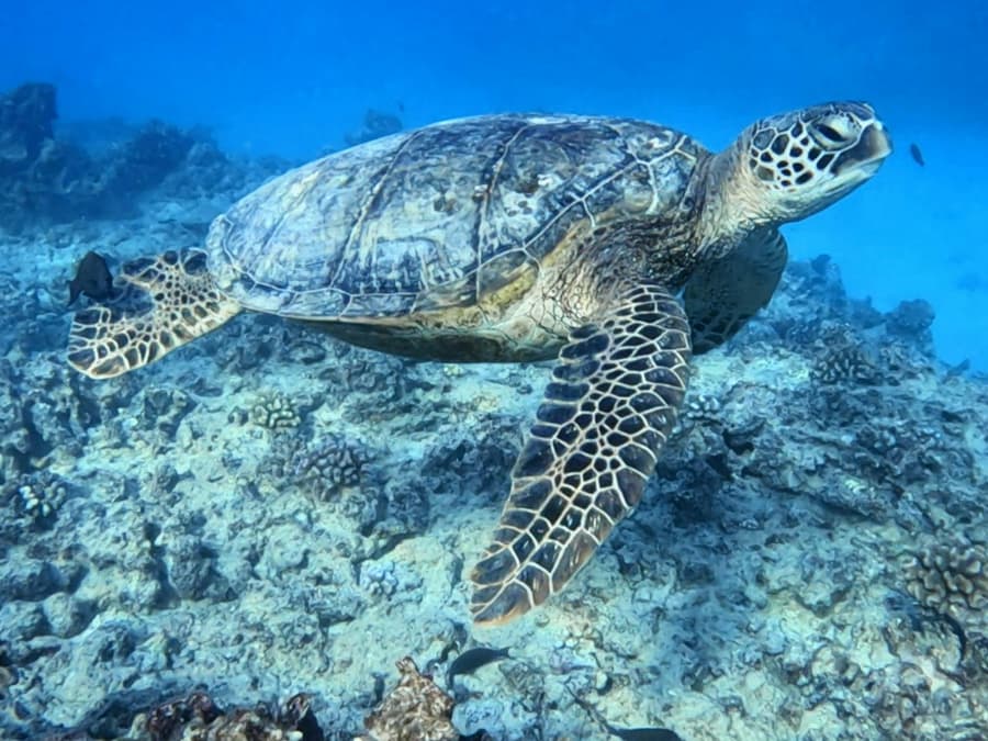 Discover Scuba Dive for Beginner