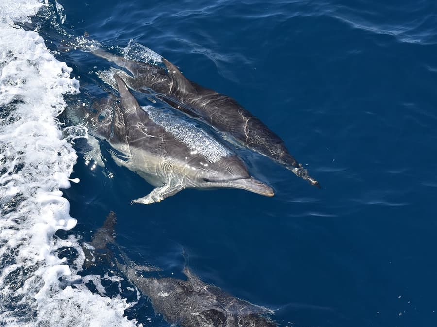 Wilsons Prom Whale Adventure Cruise with Lunch