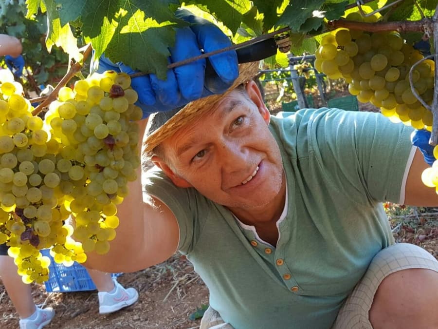 Mallorca: Winery & Olive Mill Guided Tour + Tastings + Roundtrip Transfer