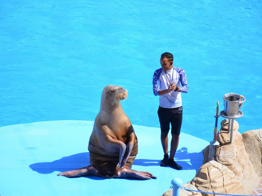 Hurghada Dolphin World Show with Dolphin Swim Session & Transfers