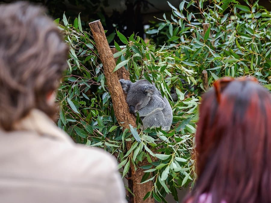 Lone Pine Koala Sanctuary Tickets
