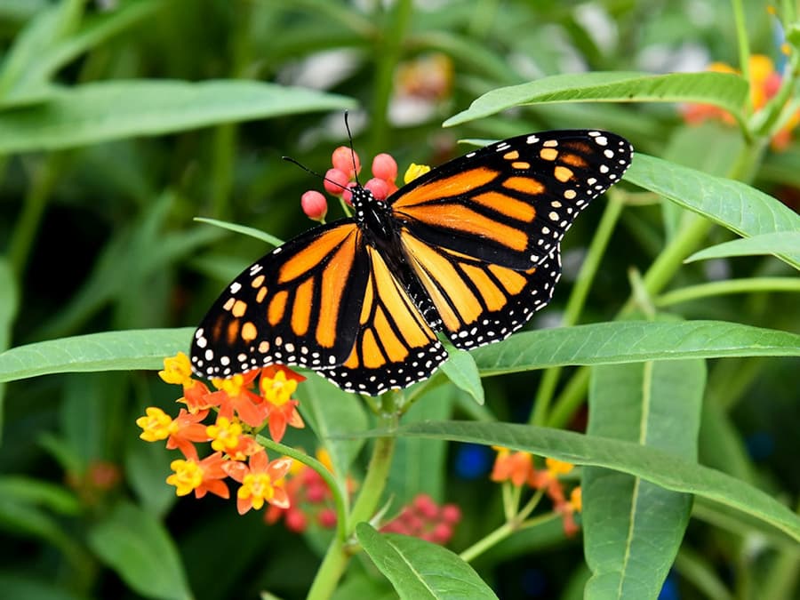 Niagara Falls Butterfly Conservatory: Entry Ticket