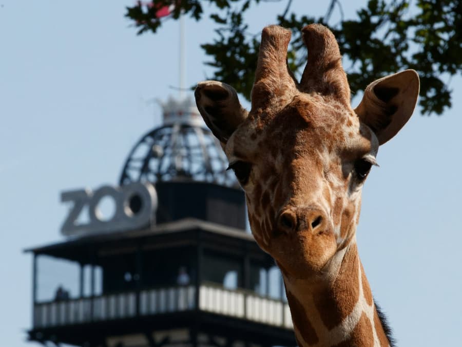 Copenhagen ZOO: Skip The Line Ticket