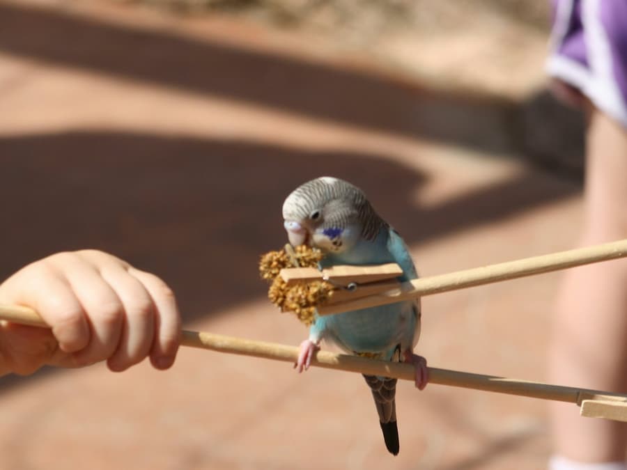 Peoria Zoo: Entry Ticket