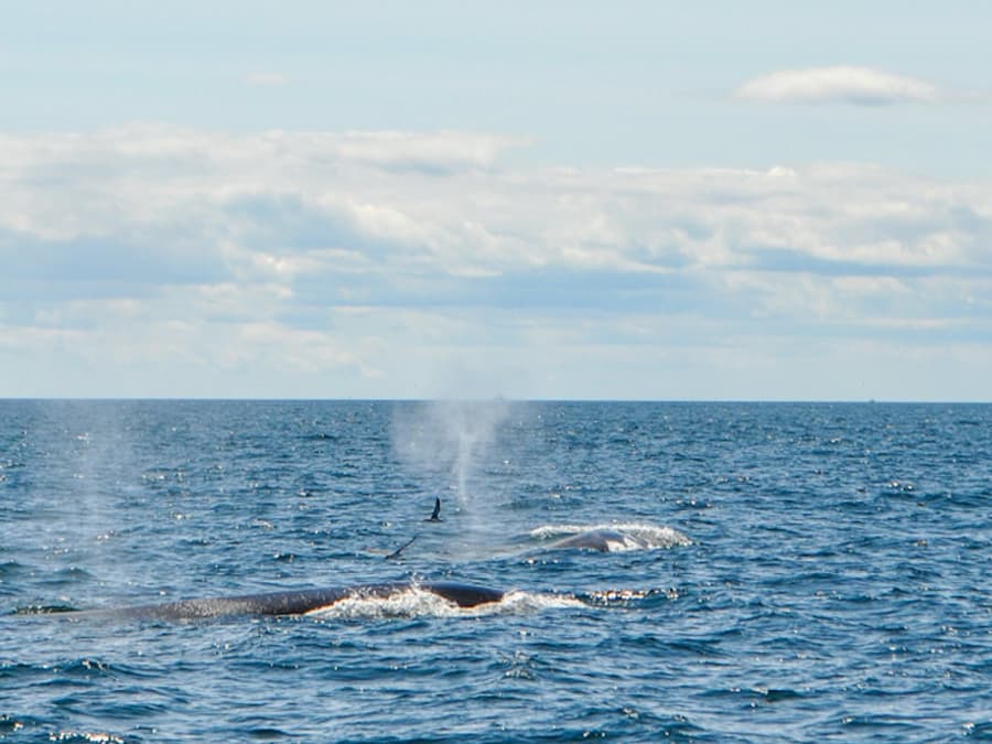 Boston Harbor Whale Watch Cruise