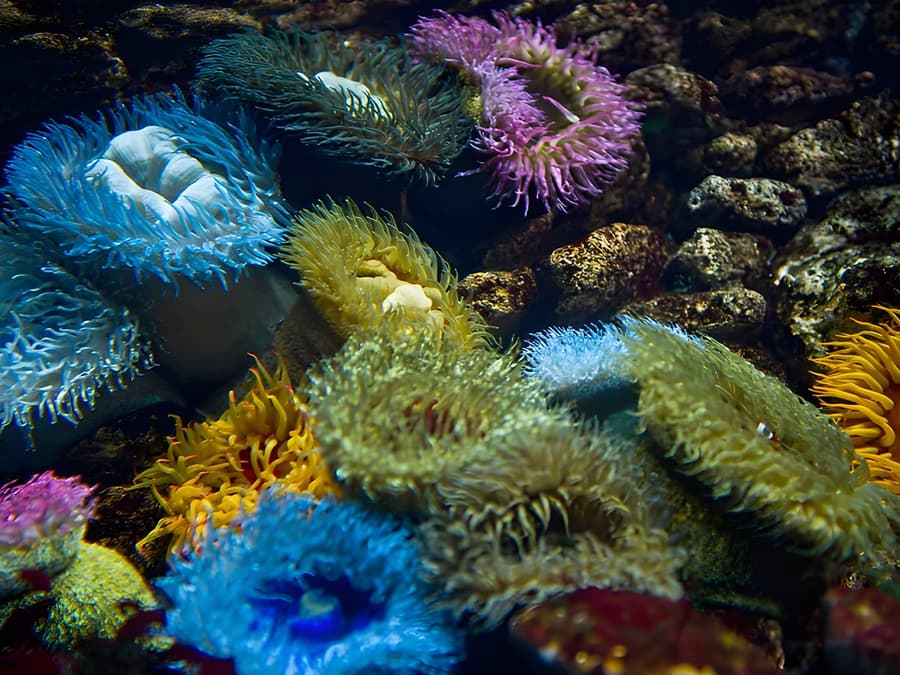 Oceanário de Lisboa Tickets