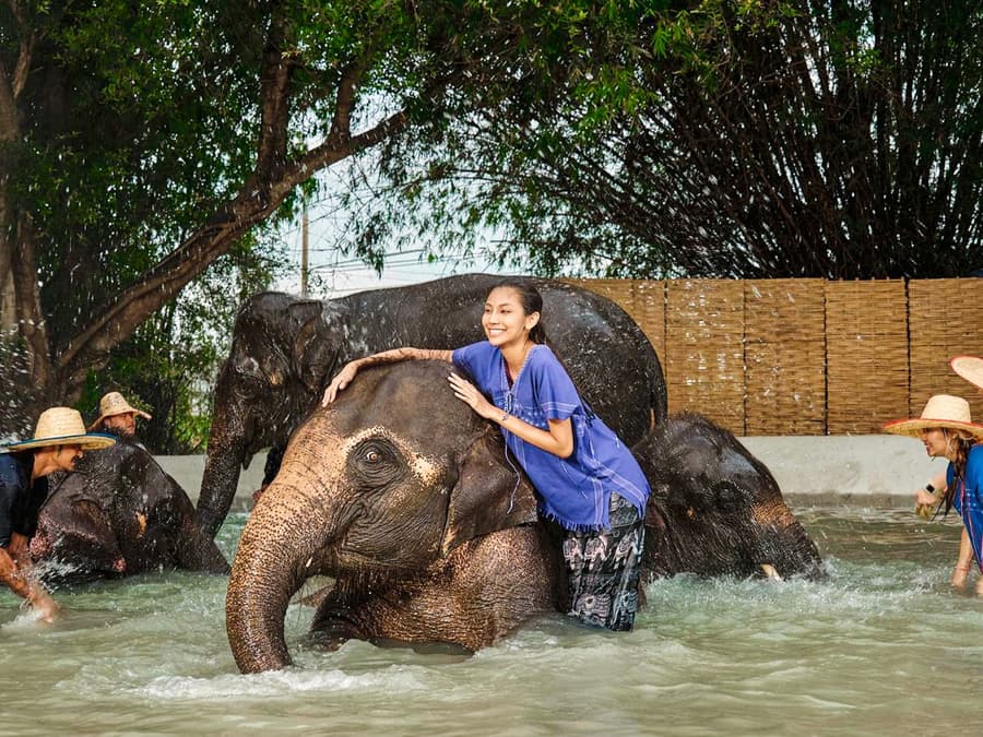 Bangkok Elephant Park Half-Day Elephant Care Experience