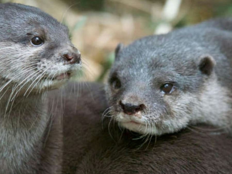 Melbourne Zoo: Entry Ticket