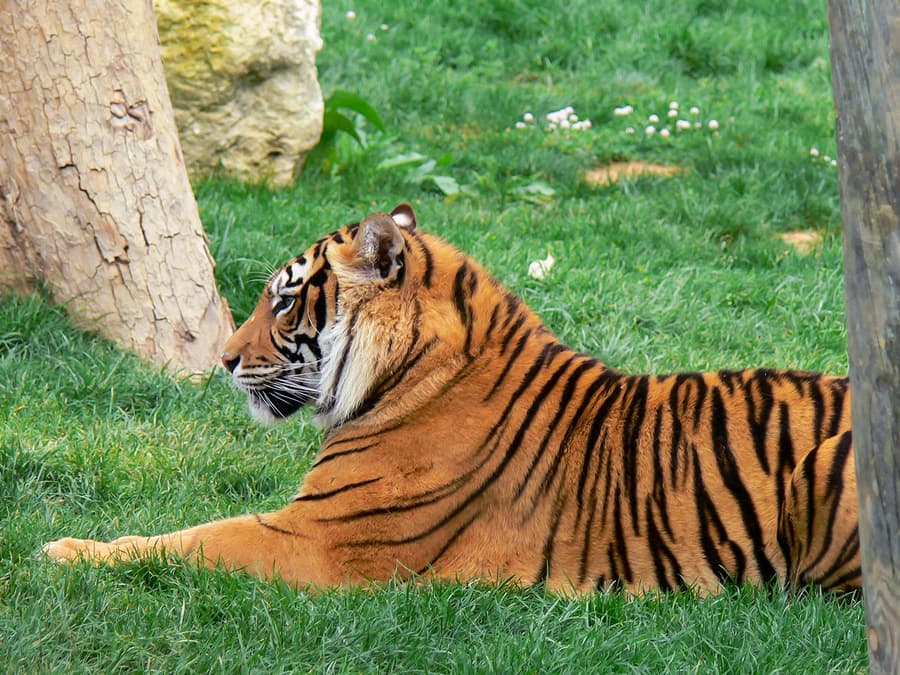 Jardim Zoológico Tickets