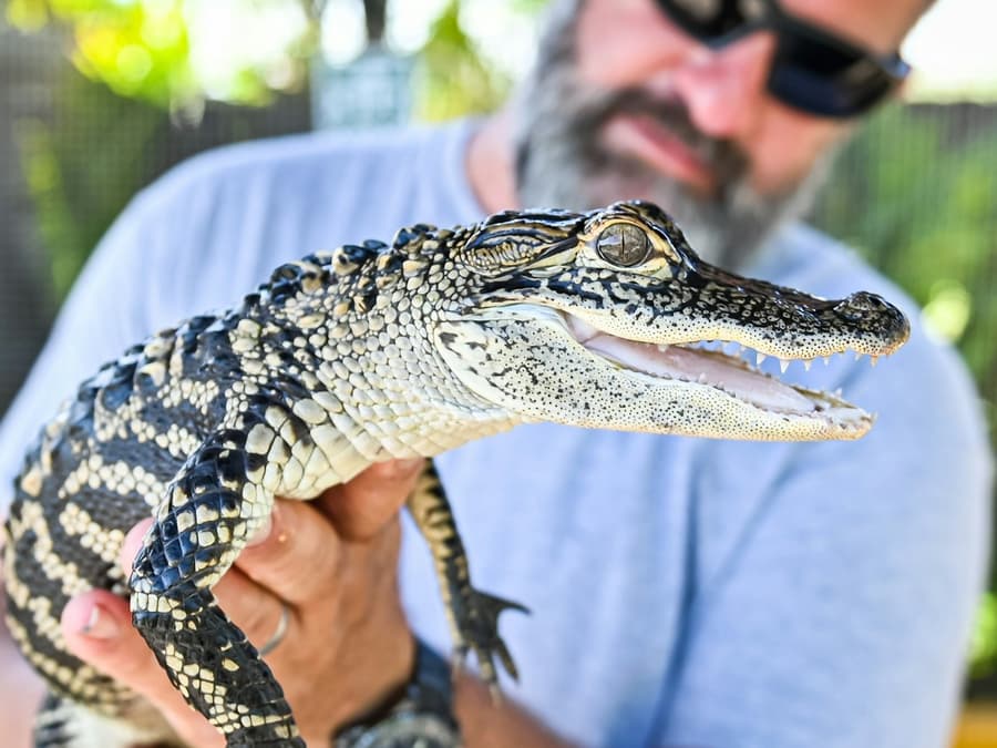 Fort Lauderdale: Florida Everglades Adventure Package