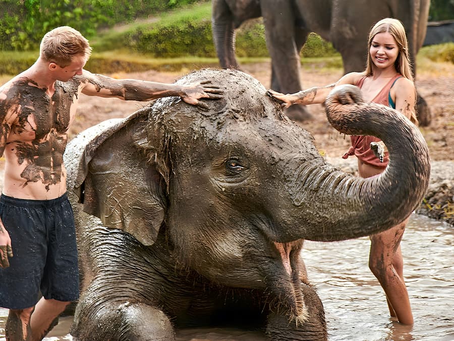 Bali Zoo Tickets with Elephant Feeding & Mud Bath