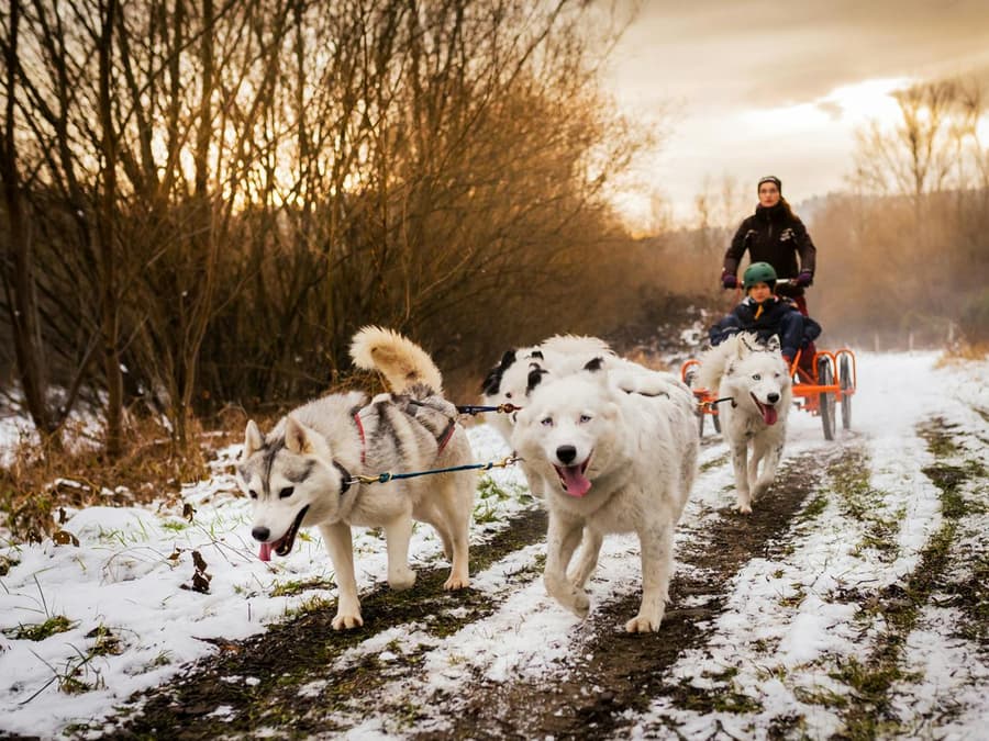 From Krakow: Tatra Mountains Dog Sledding Tour