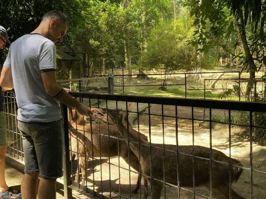 Kuala Gandah Elephant Sanctuary: Lunch + Transfers