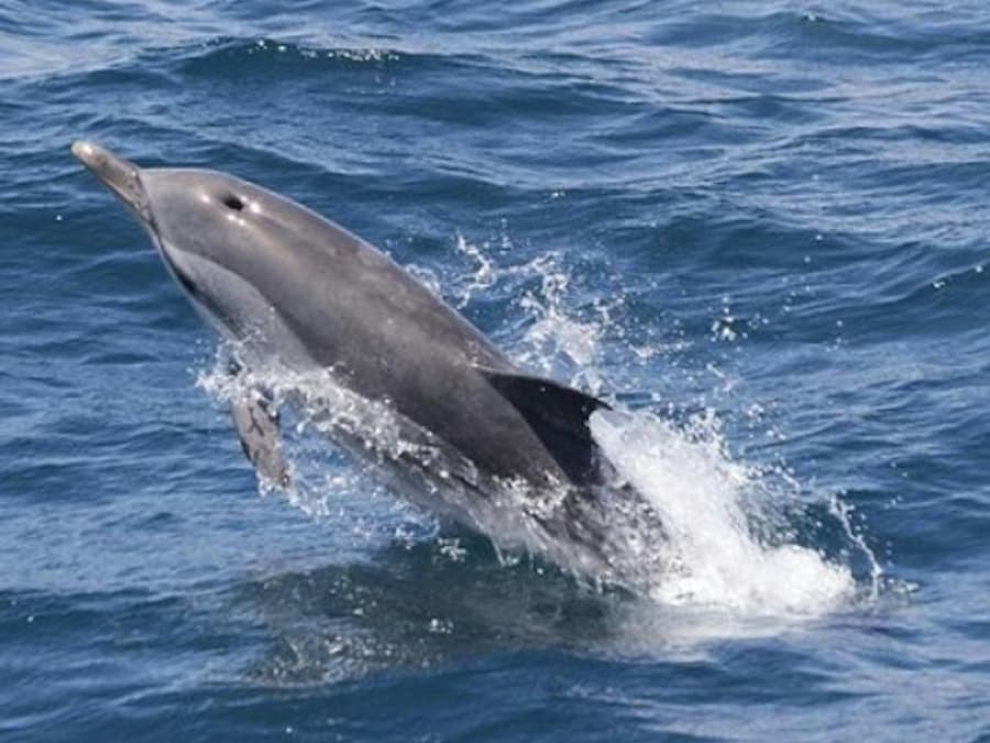 Gibraltar Whale and Dolphin Watching from Seville