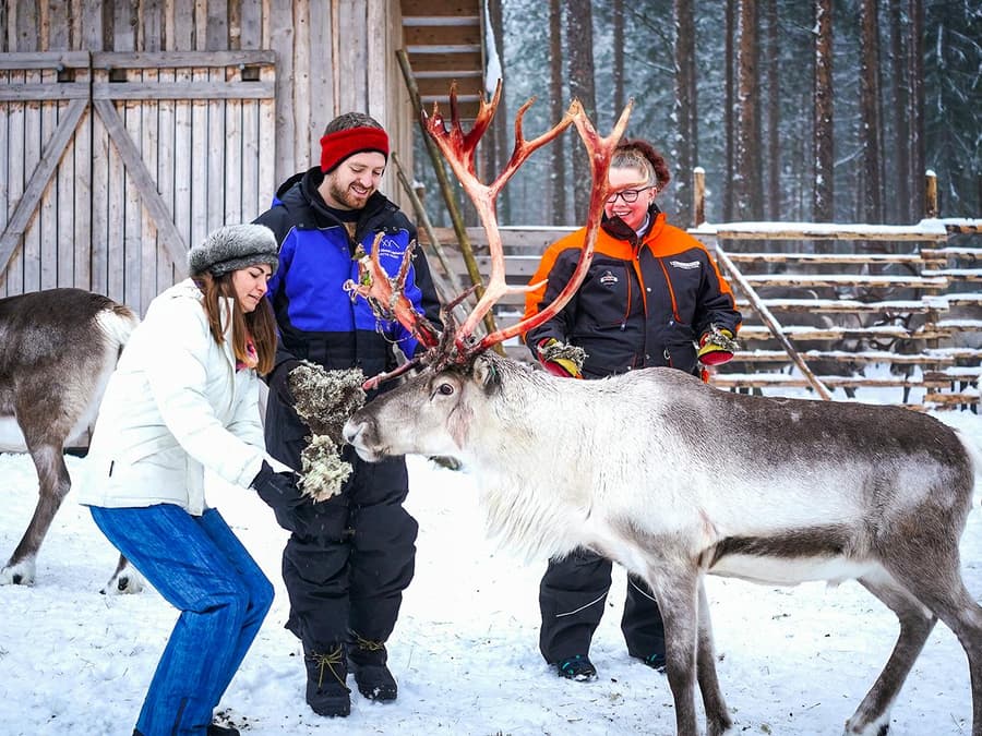 Reindeer Farm and Sledding Experience