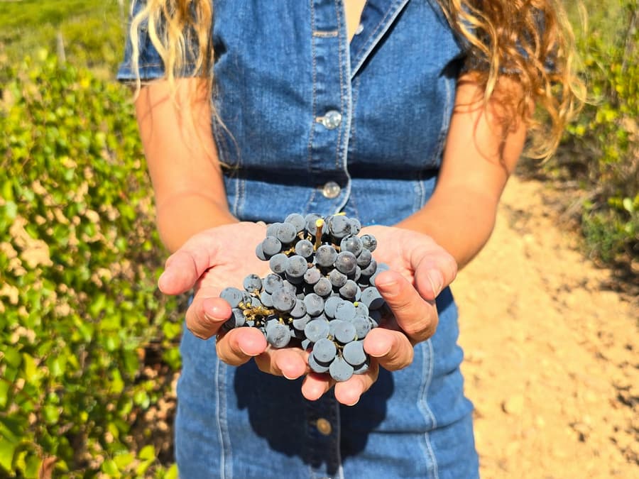 Utiel-Requena Vineyards: Guided Tour from Valencia + Wine Tasting