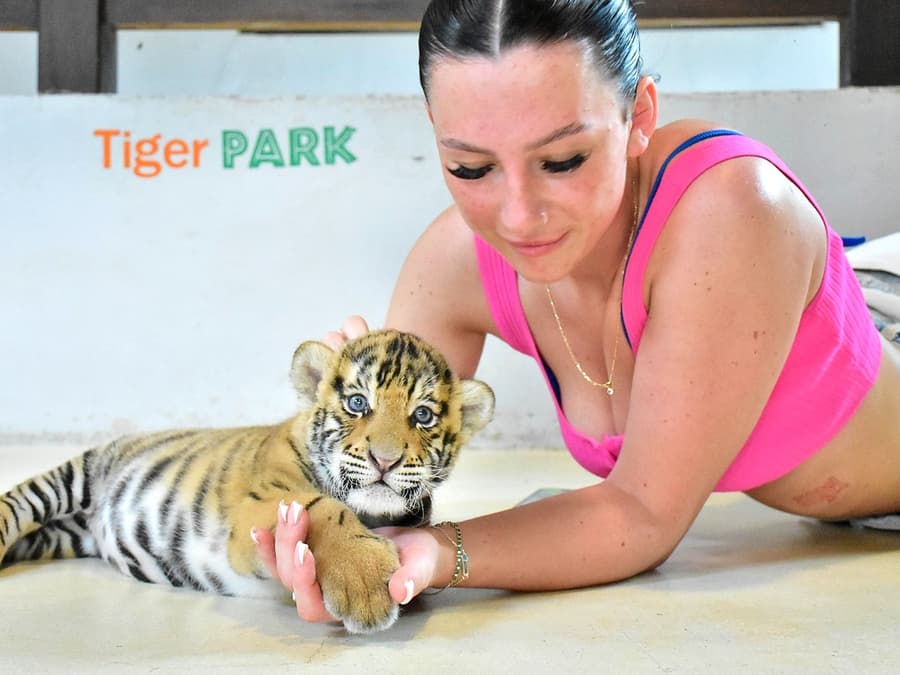 Tiger Park Tickets: Non-Thai Residents