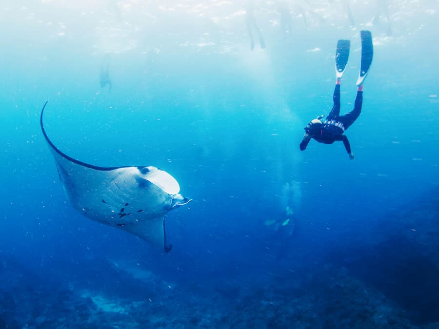 Snorkel with Manta Rays with Lembongan Island Tour & Hotel Transfers