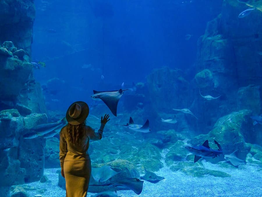 Istanbul Aquarium Tickets with Bus Transfers from Taksim & Sultanahmet