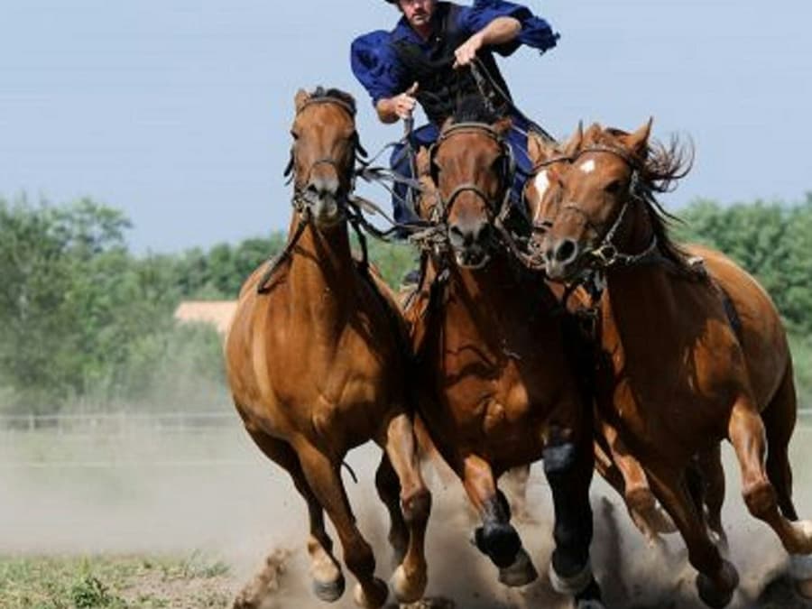 Puszta Full-Day Tour from Budapest including Horse Show & Lunch