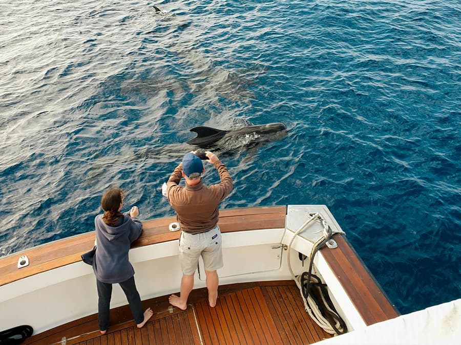 Las Galletas: Small Group Whale & Dolphin Watching Cruise