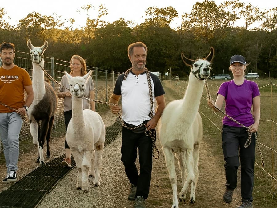 Mödling Vienna: Alpaca & Llama Hiking Tour