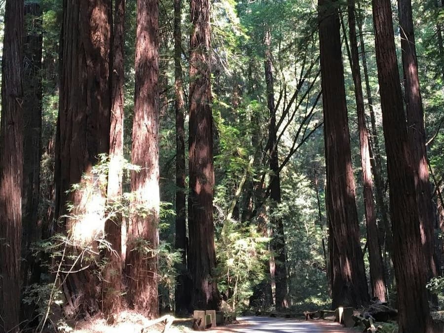 From San Francisco: Half-Day Muir Woods Tour