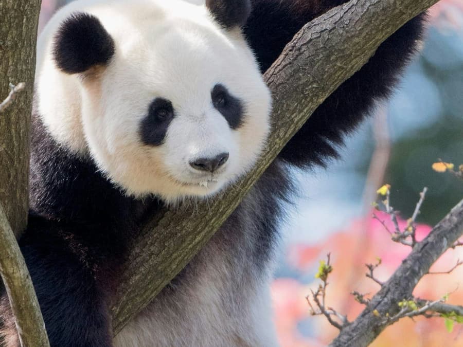Adelaide Zoo: Entry Ticket