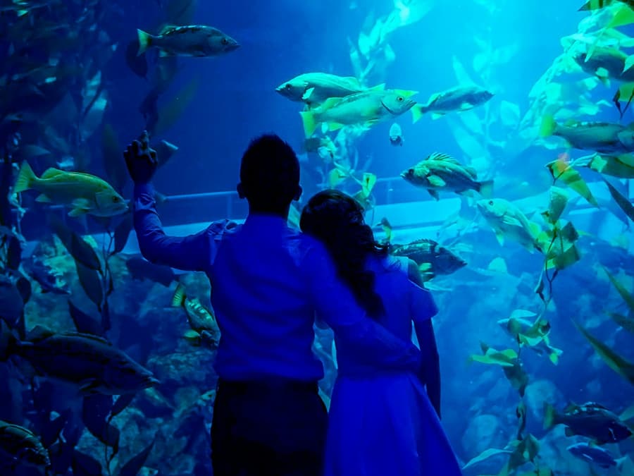 Ripley's Aquarium of Canada: Sharks After Dark
