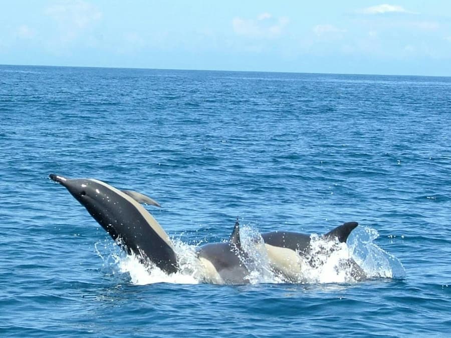 Dolphin Watching Tour from Lisbon